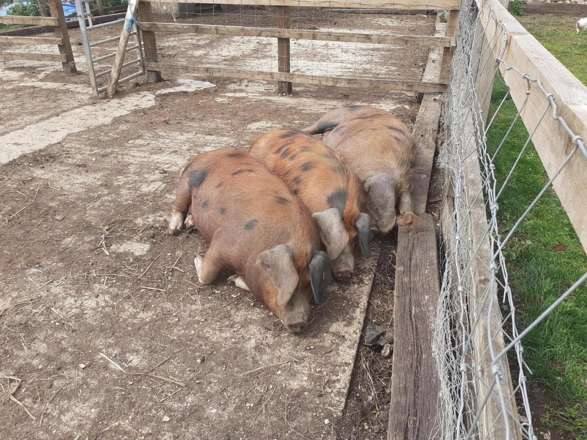 Bed and Breakfast The Byre North End Farm Ashton Keynes Exterior foto